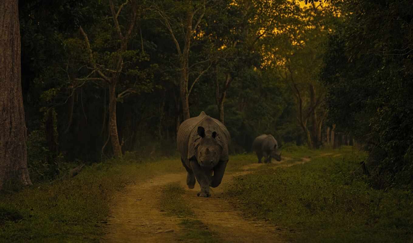 носорог, besplatnooboi