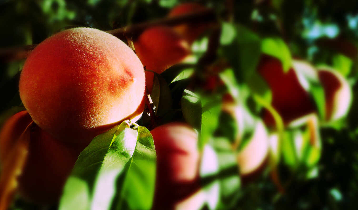 macro, foliage, peaches, peach, branch, the benefit, fruits