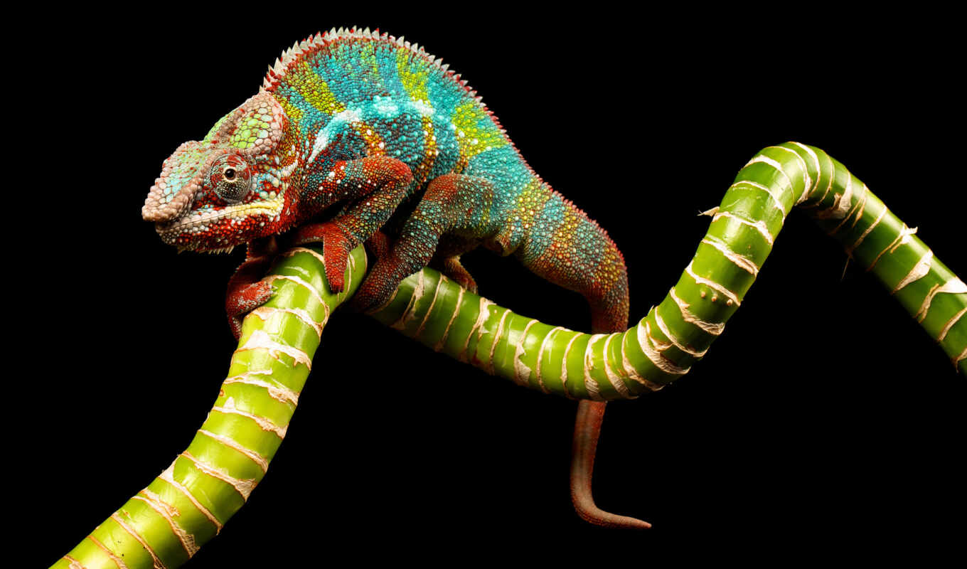 chameleon, panther, drawn, stock, фото, images, pinterest, 