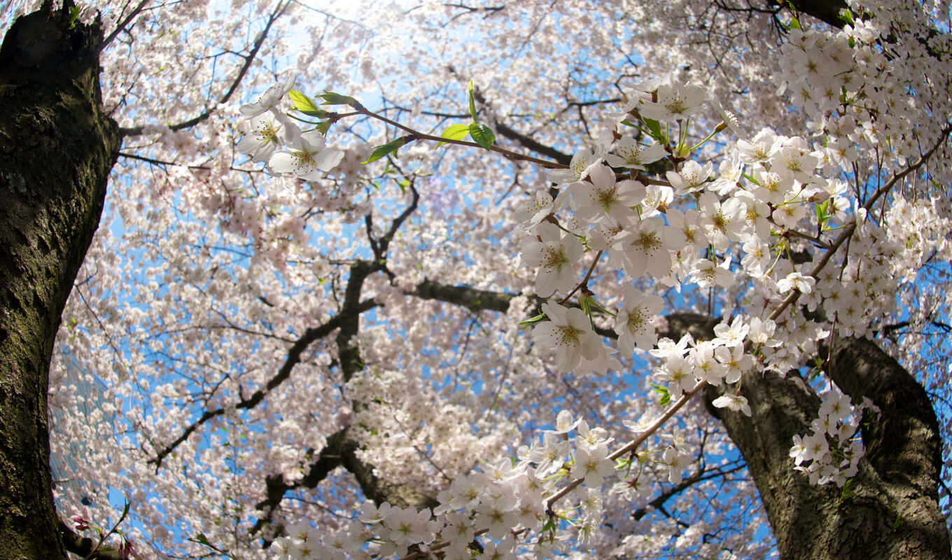 flowers, white, style, tree, cherry, spring, good, yablonya, flexbox