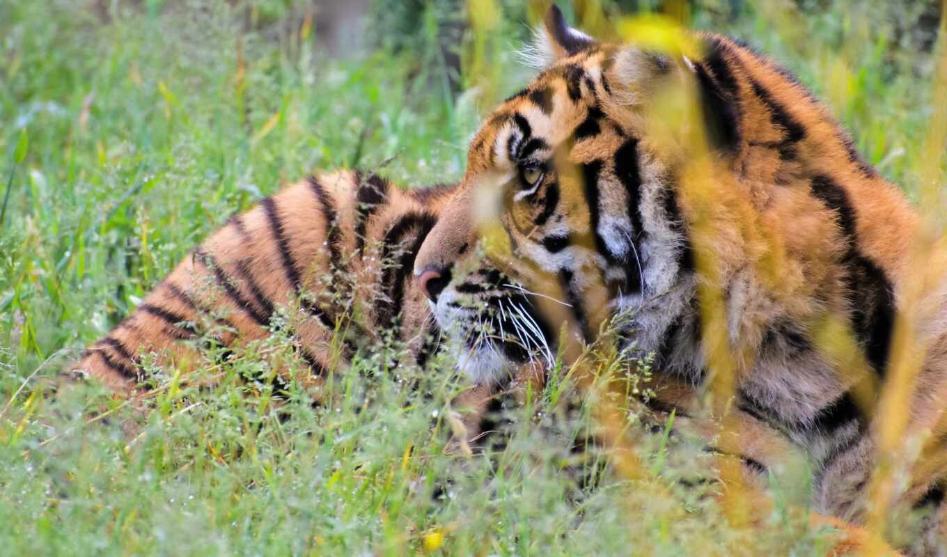 тигр, animal, tigre
