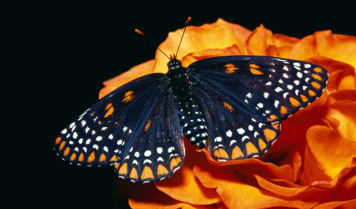 good, black, flowers, summer, winter, butterfly, one, fast, wing, click