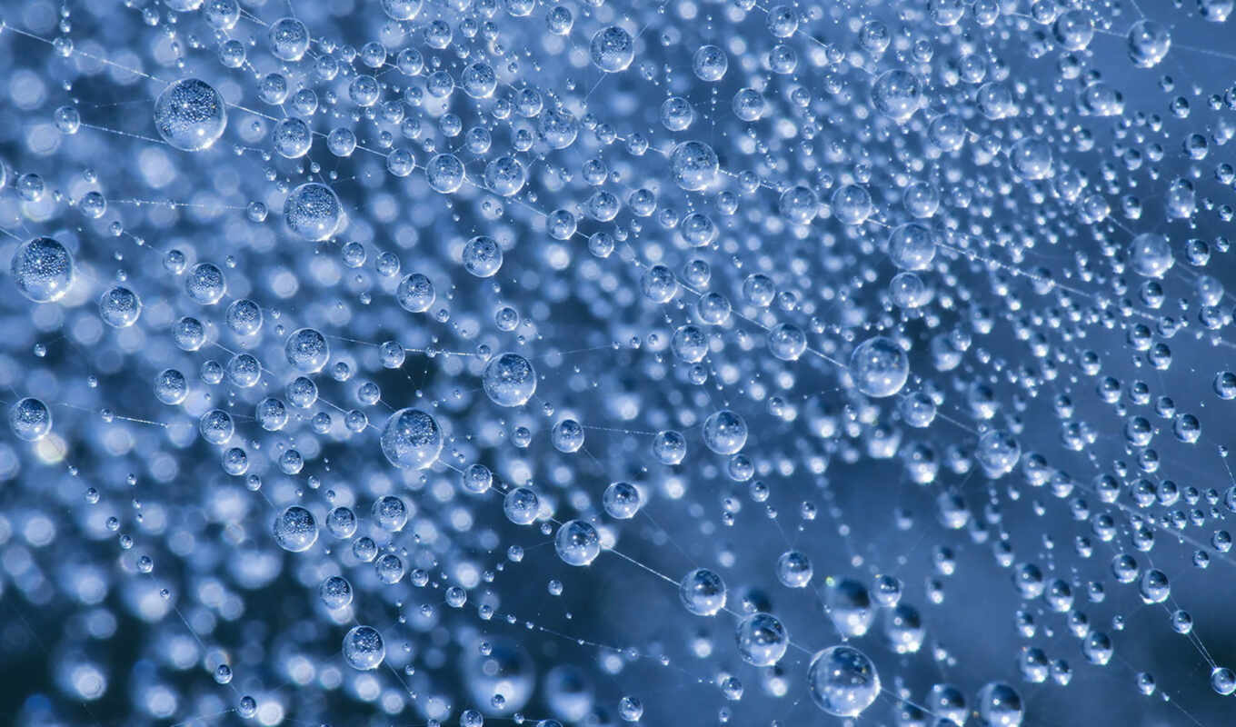 blue, web, dew
