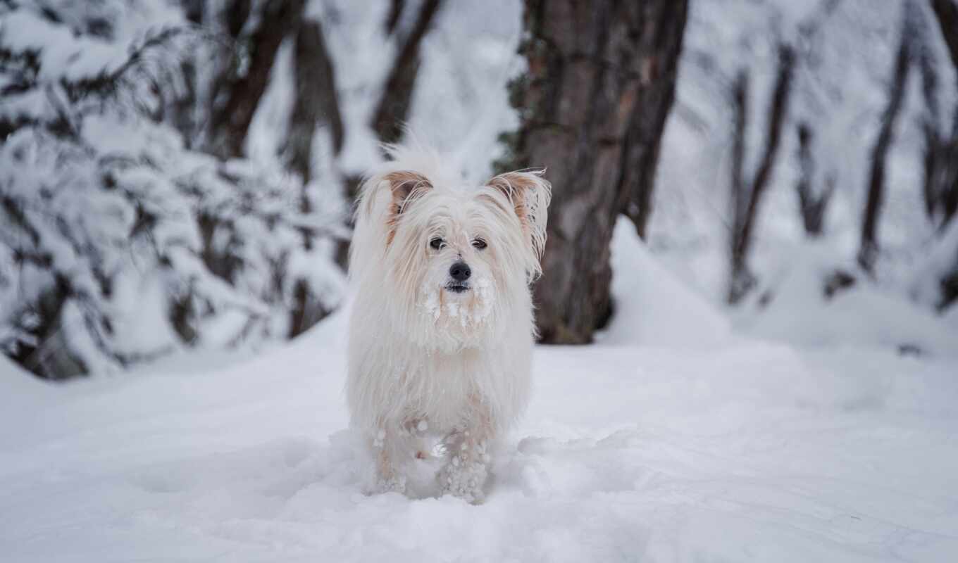 snow, dog