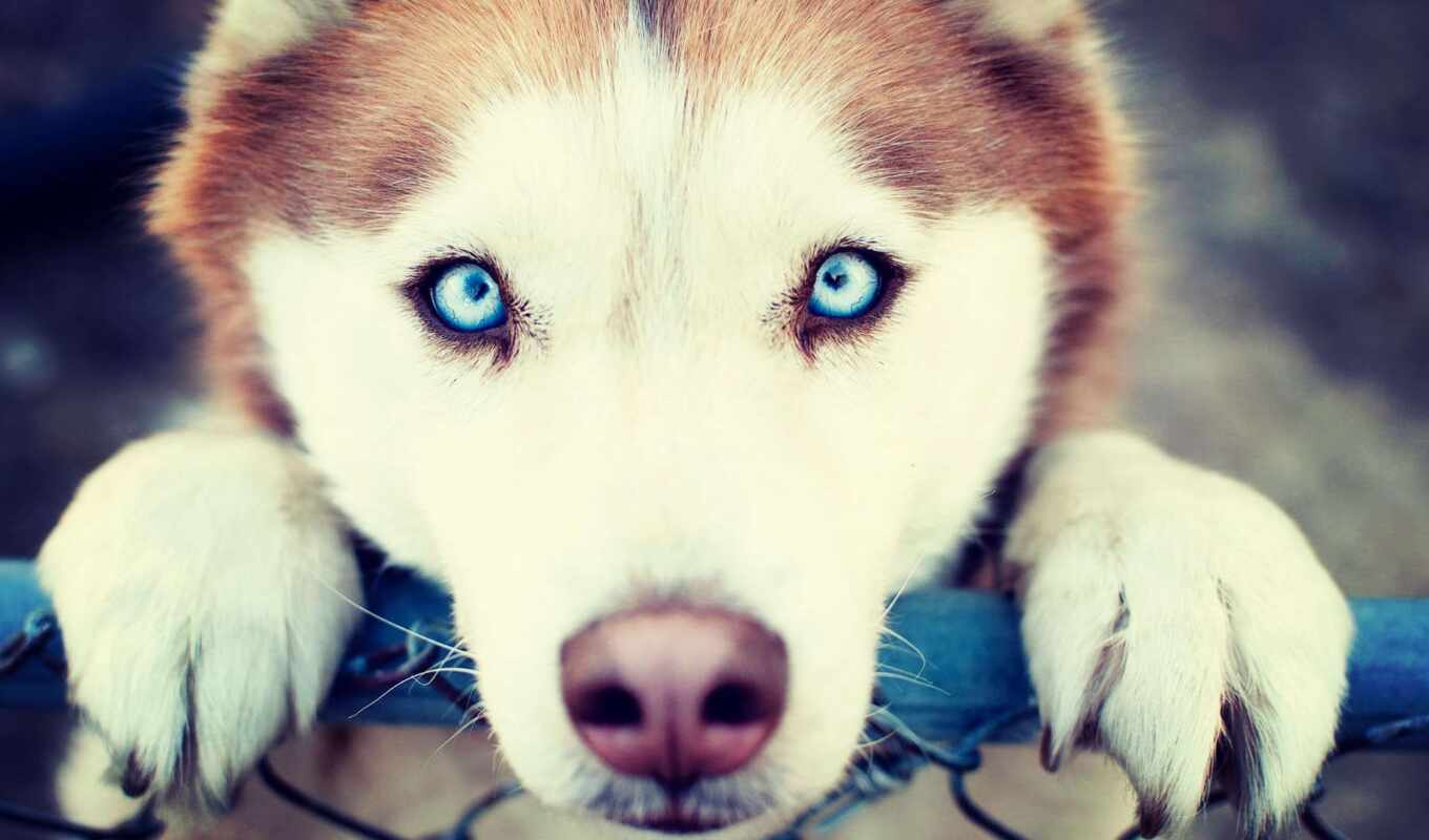 blue, глаз, собака, хаски, animal, siberian