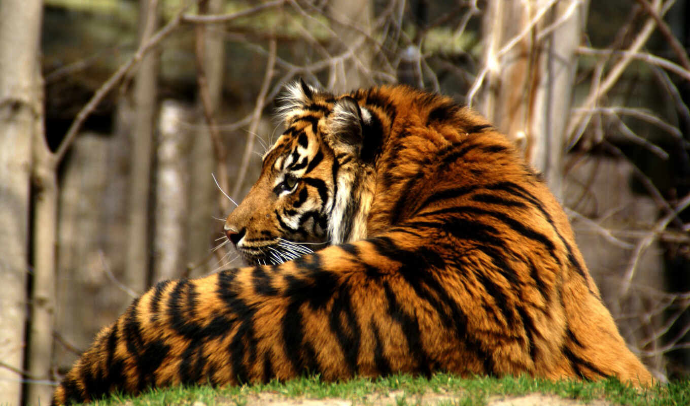 кошка, хищник, тигр, полосатый