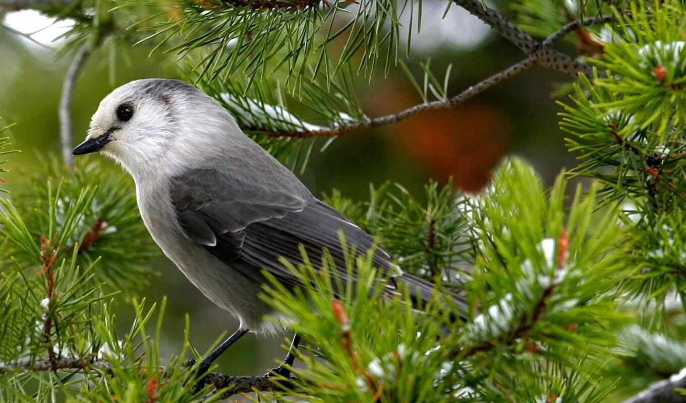 gray, mountain, bird, birds, zhivotnye, branch, birds, nightingale