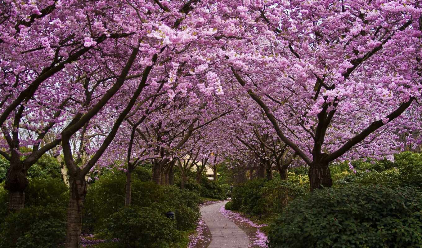 природа, схема, Сакура, garden, cherry, весна, цветение, вышивки, цветущая