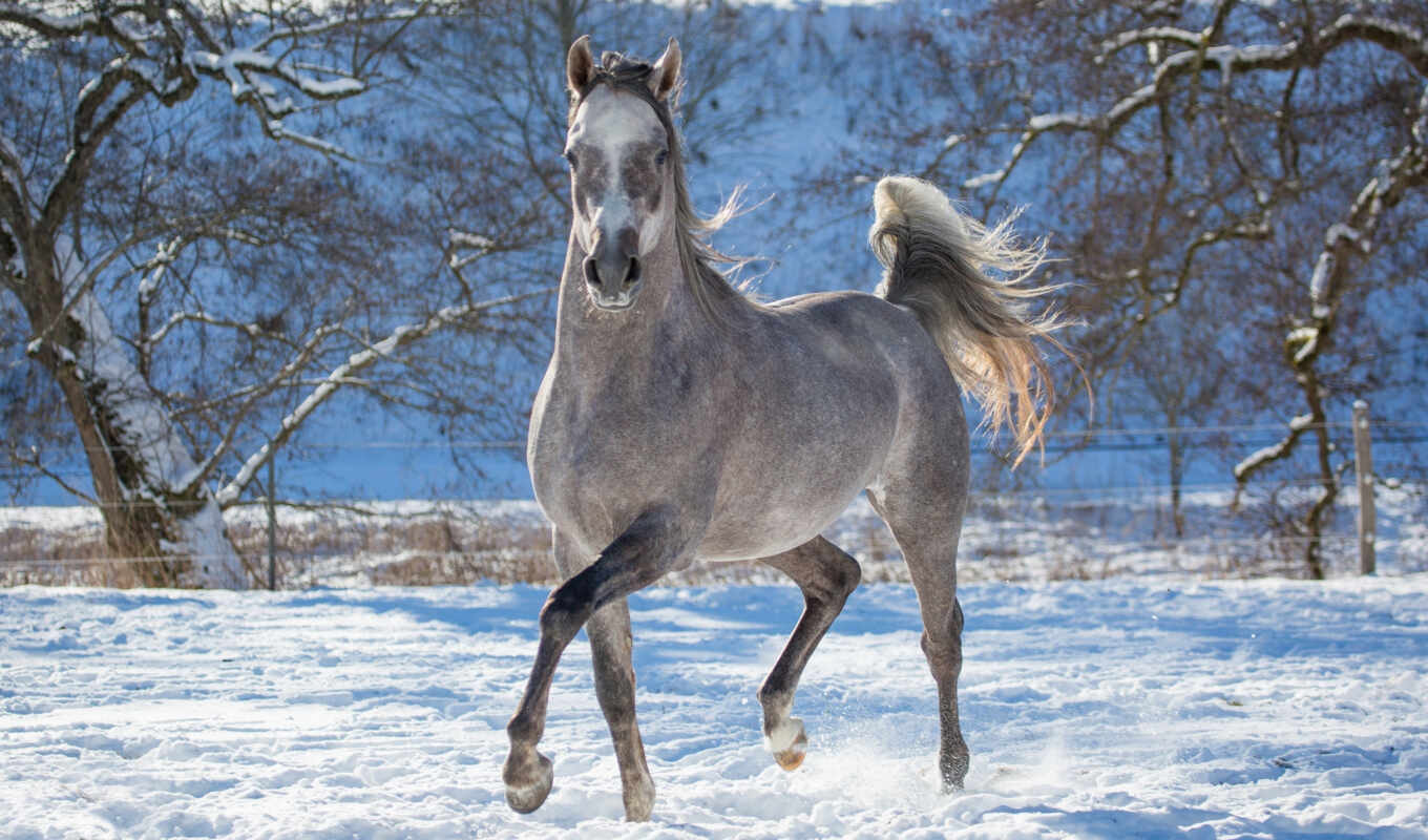 лошадь, neige, cheval, chevaux
