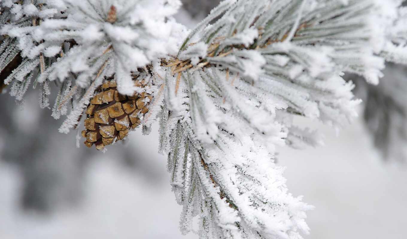 snow, winter, branch, pine, cone