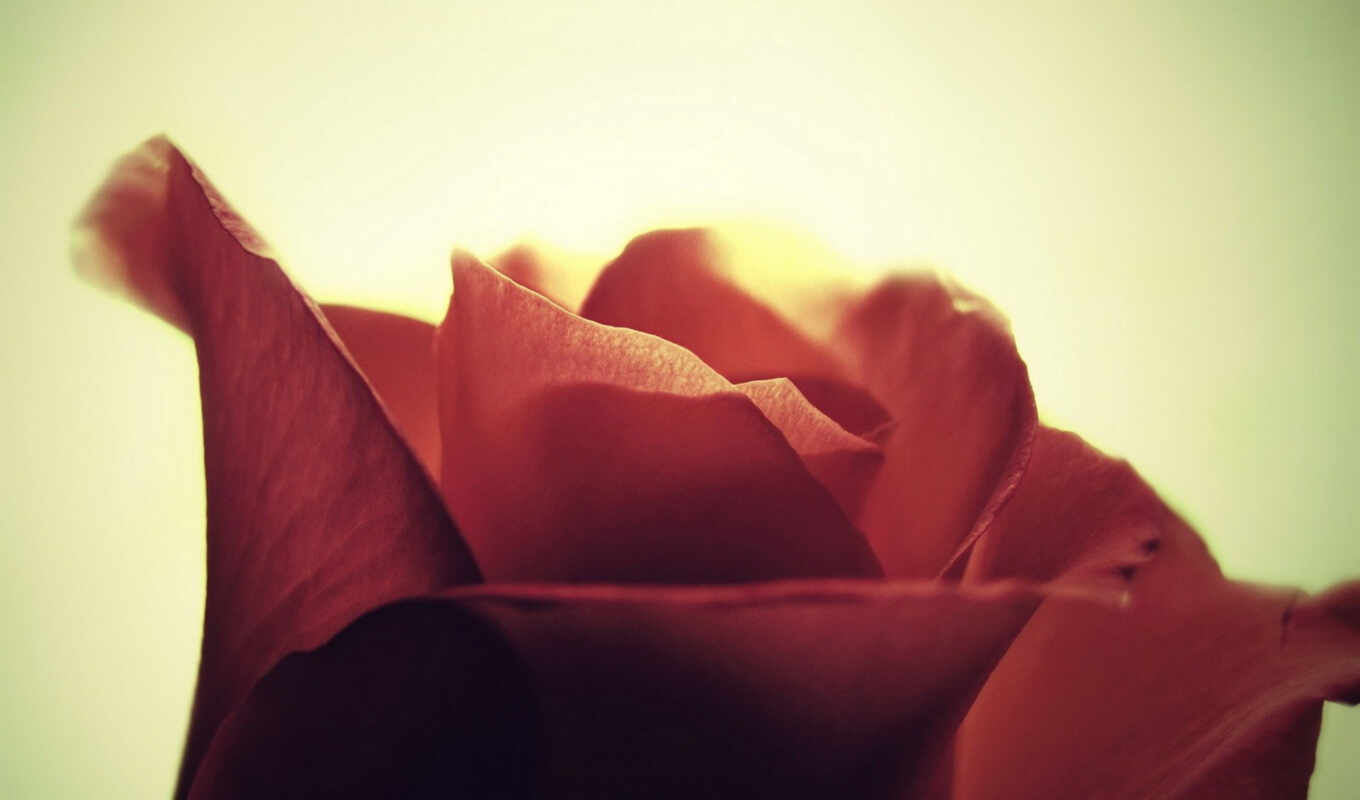 desktop, free, home, pictures, nature, pixel, life, roses, charity, octs