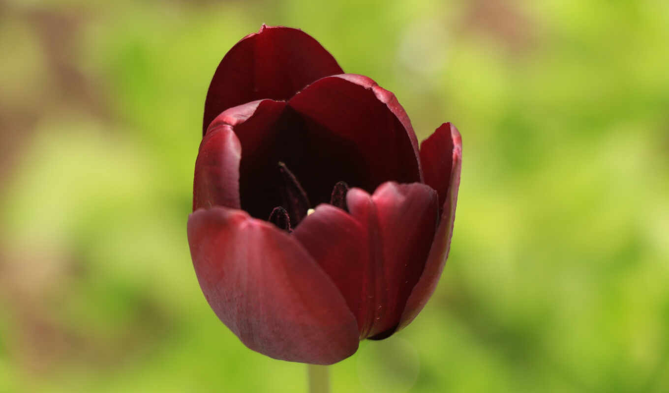 pictures, red, flowers, flower, pink, tulips, spring, tulip, petals