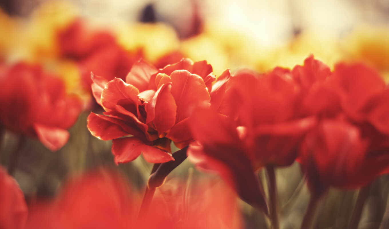 picture, Red, macro, screensavers, roses, cvety, poppies, photo wallpapers