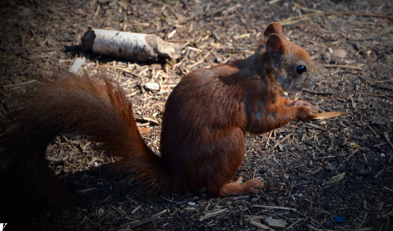 red, squirrels