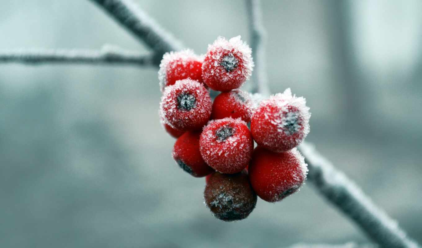 снег, winter, fresh, холод, ta, ягода, рябина, skincare, messendzher, baham