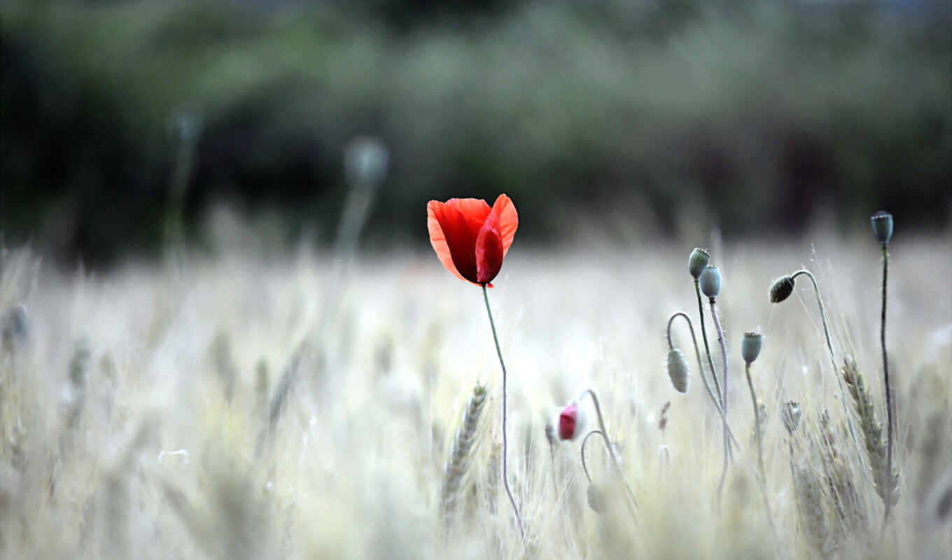 nature, flowers, mobile, mac, to do, cool, fond, device, poppy, wheat