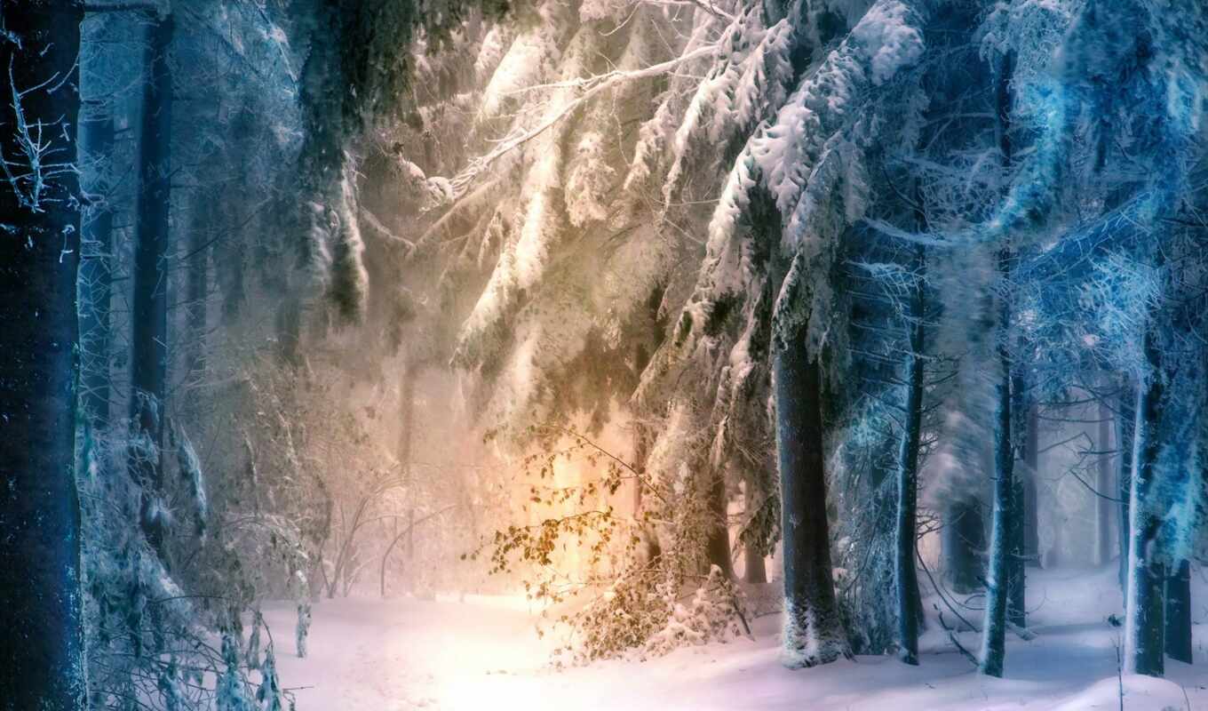 winter, лес