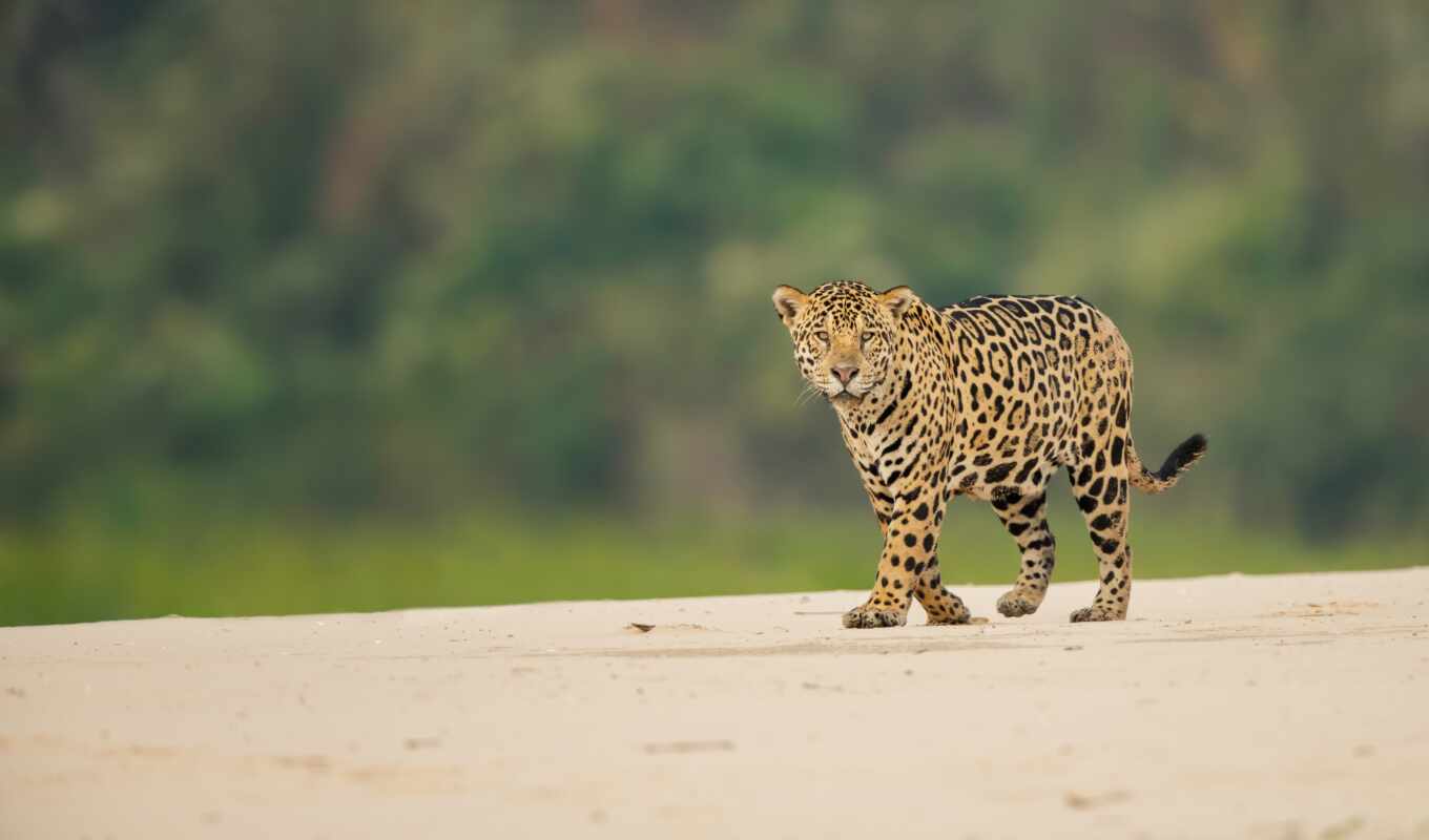 cat, animals, wild, jaguar, side