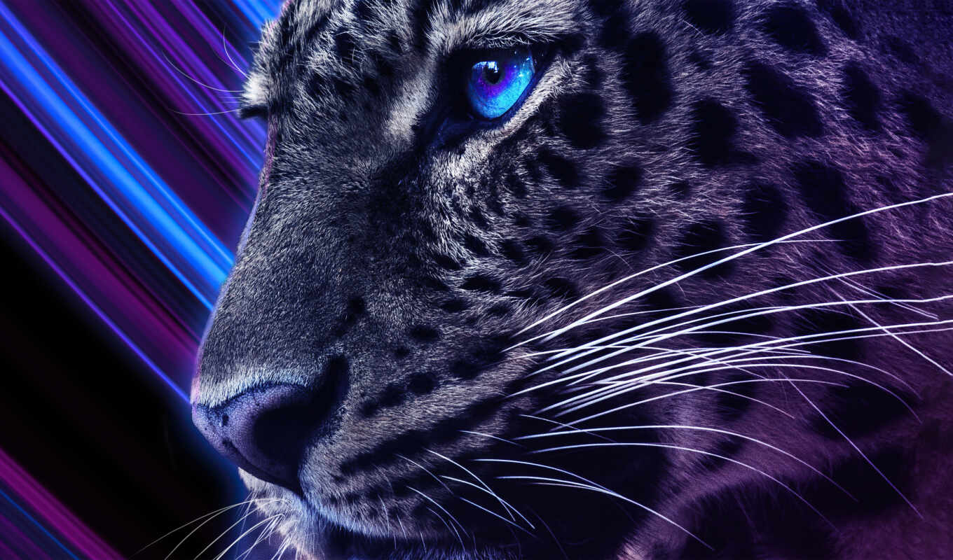 photo, art, background, digital, eye, gallery, leopard, animal, cheetah, galaxy, rare