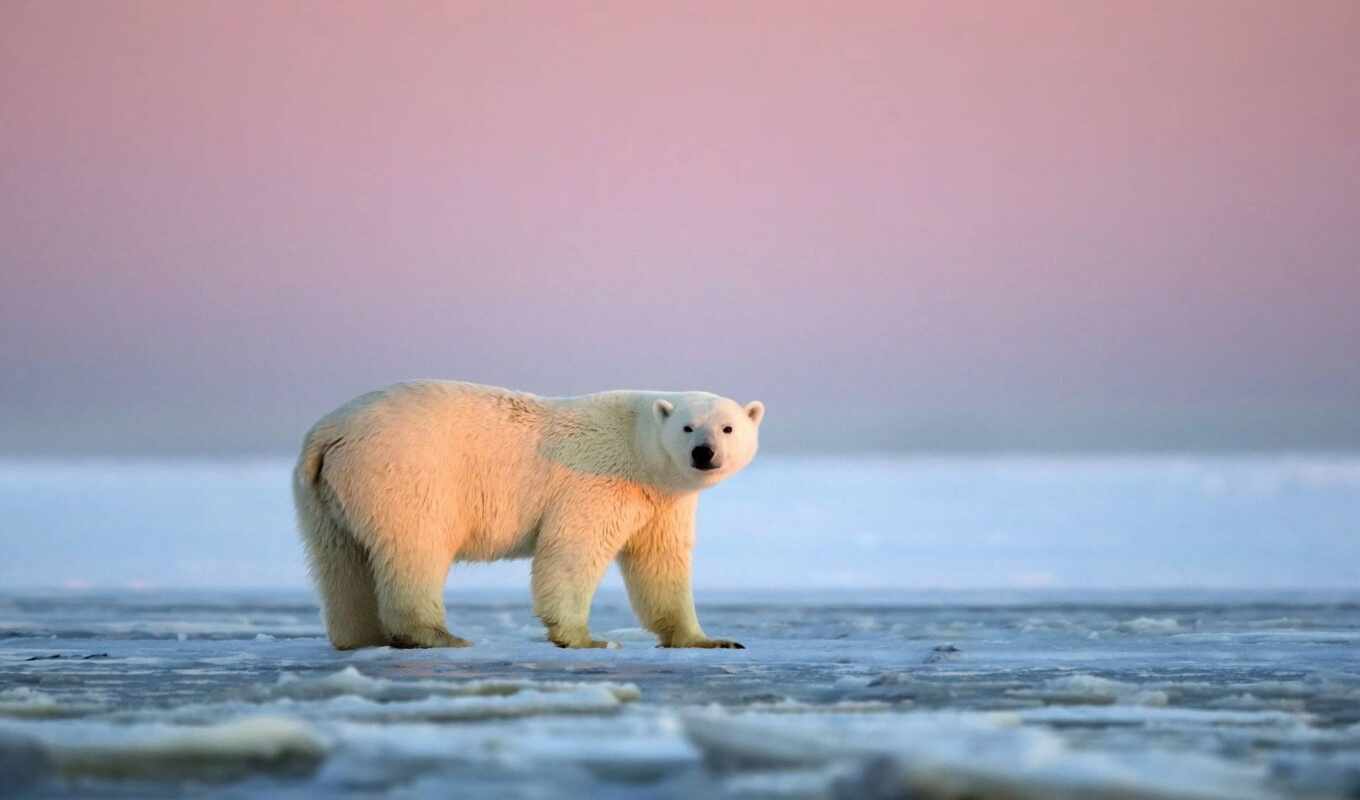 photo, white, ice, sunset, snow, bear, animal, arctic, polar