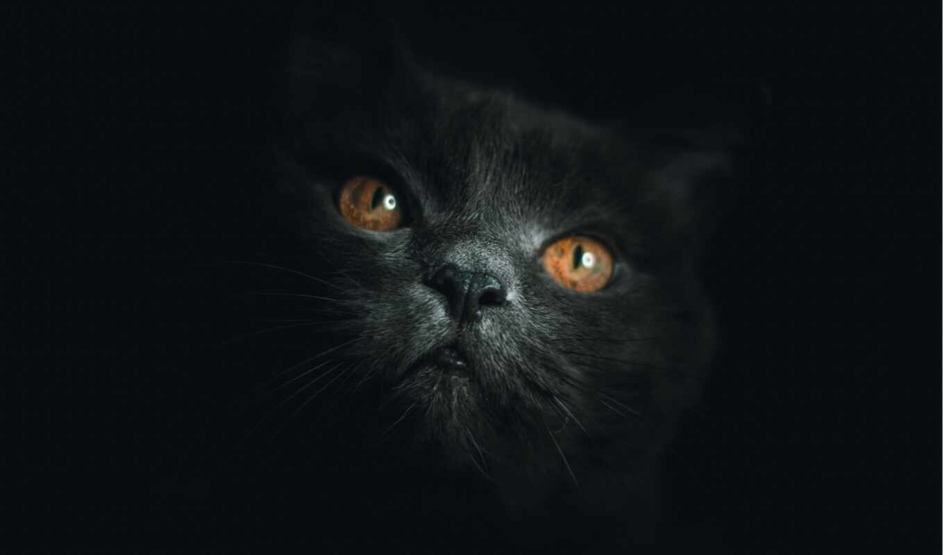 black, background, cat, cute, top