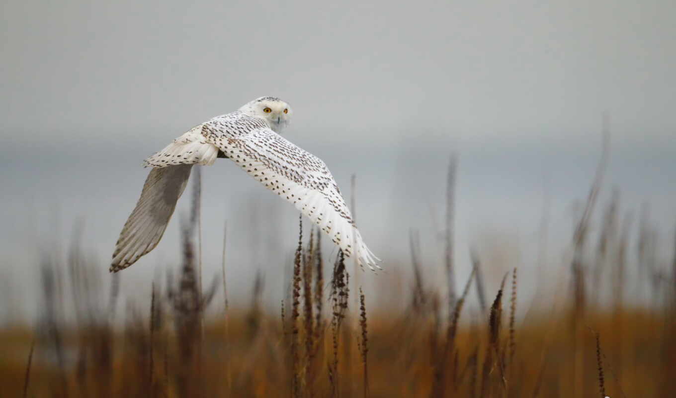 снег, сова, snowy