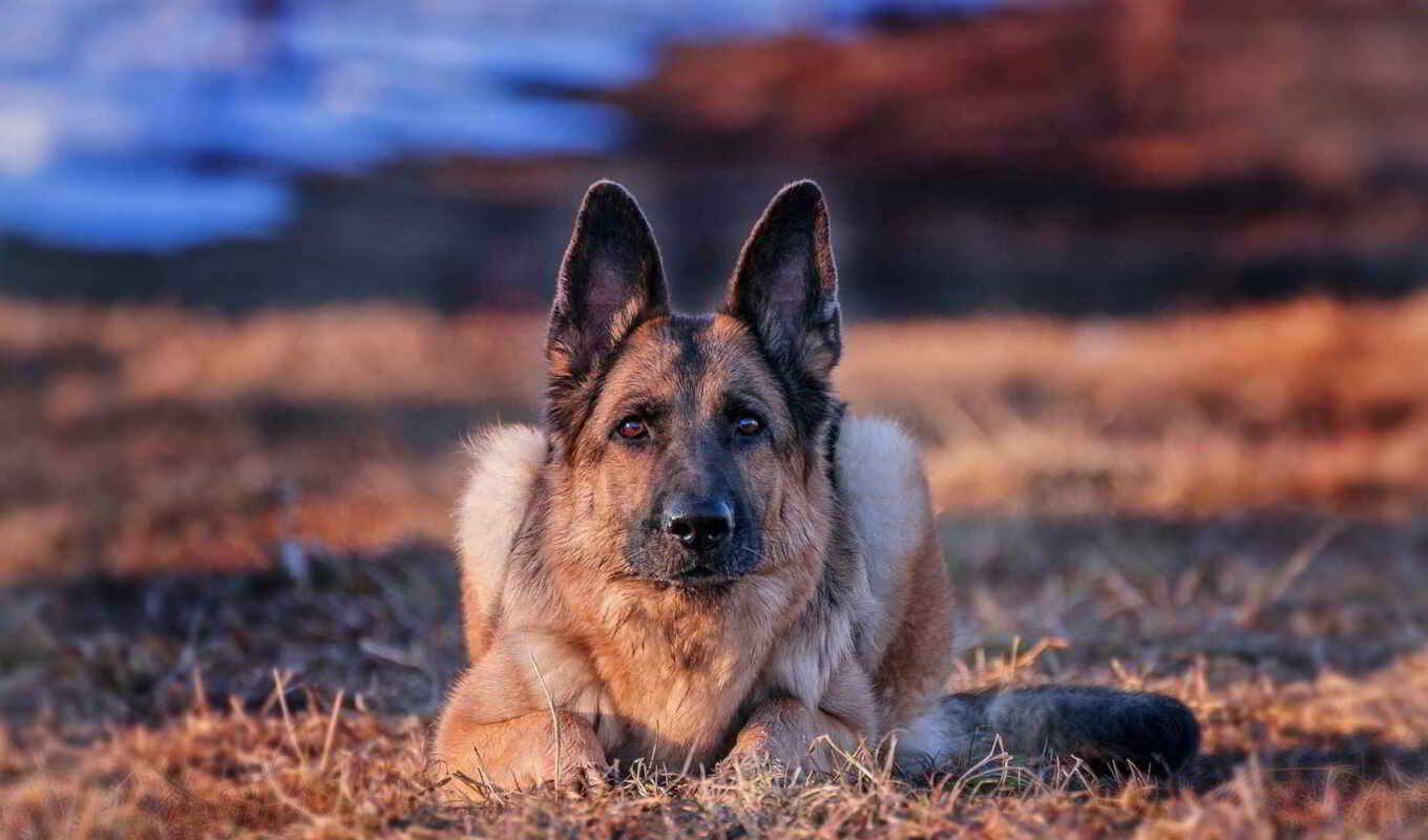 dog, see, awesome, friend, german