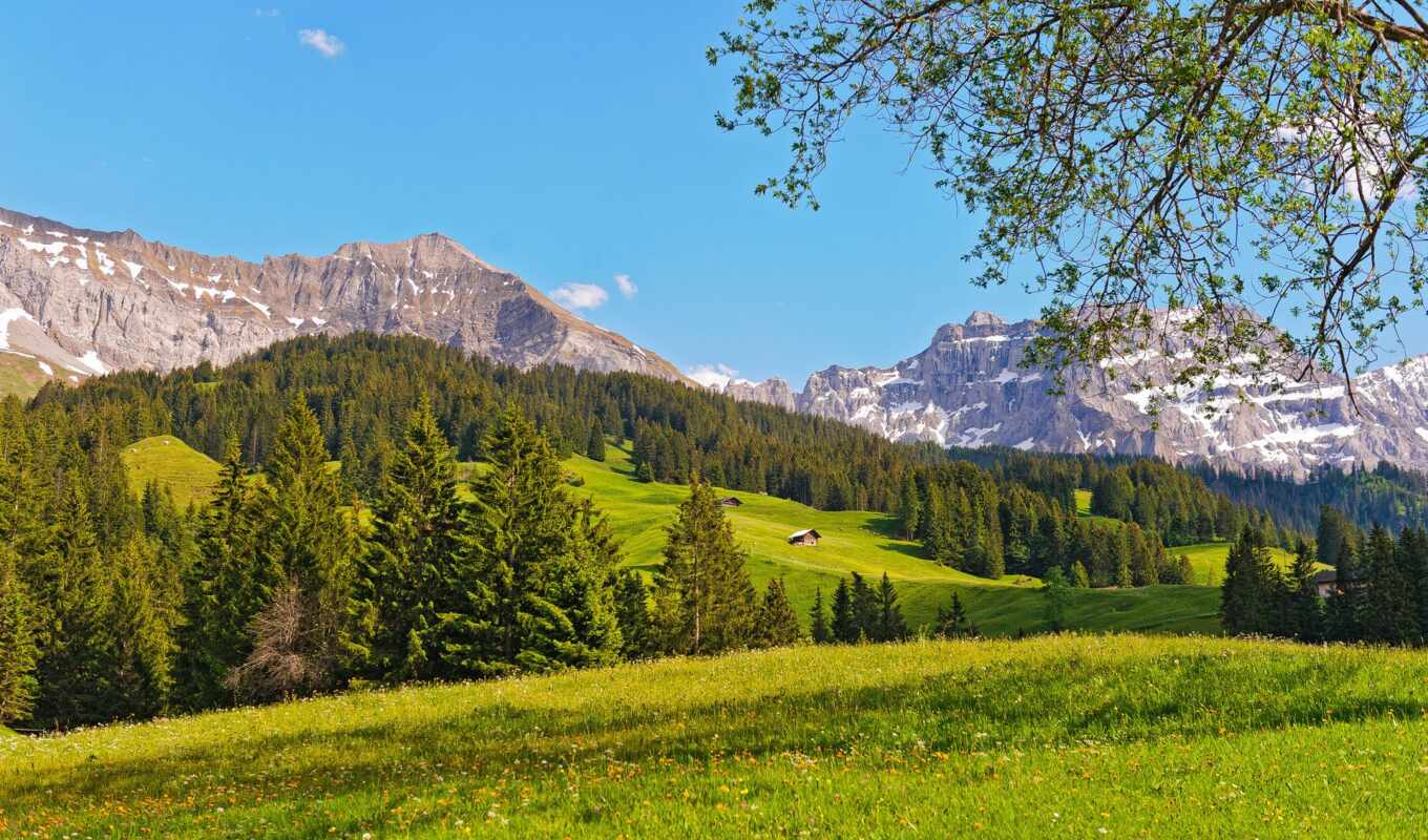 nature, forest, swiss, Switzerland, meadow, switzerland, mountains
