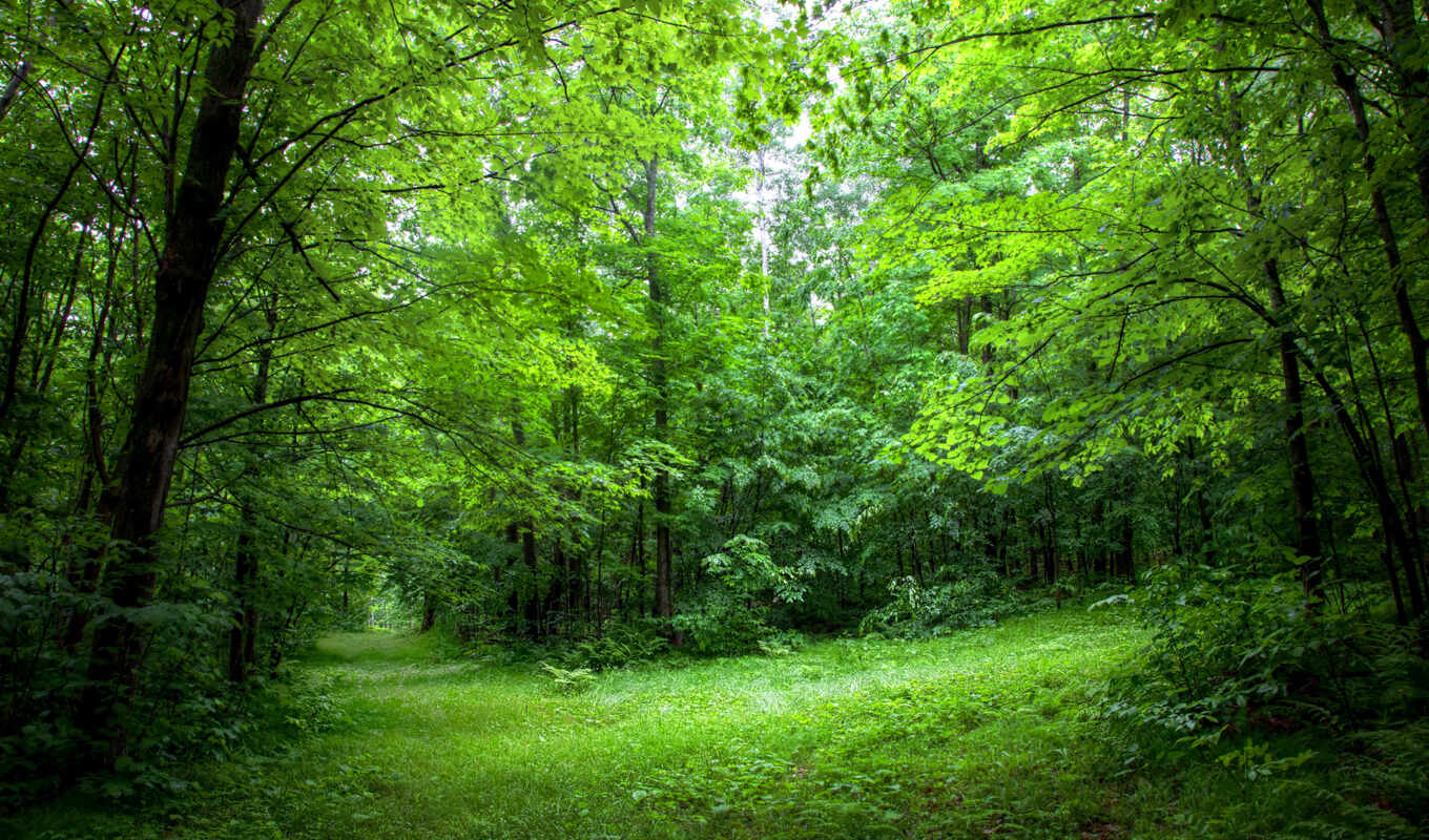лес, natural, растительность, wisconsin