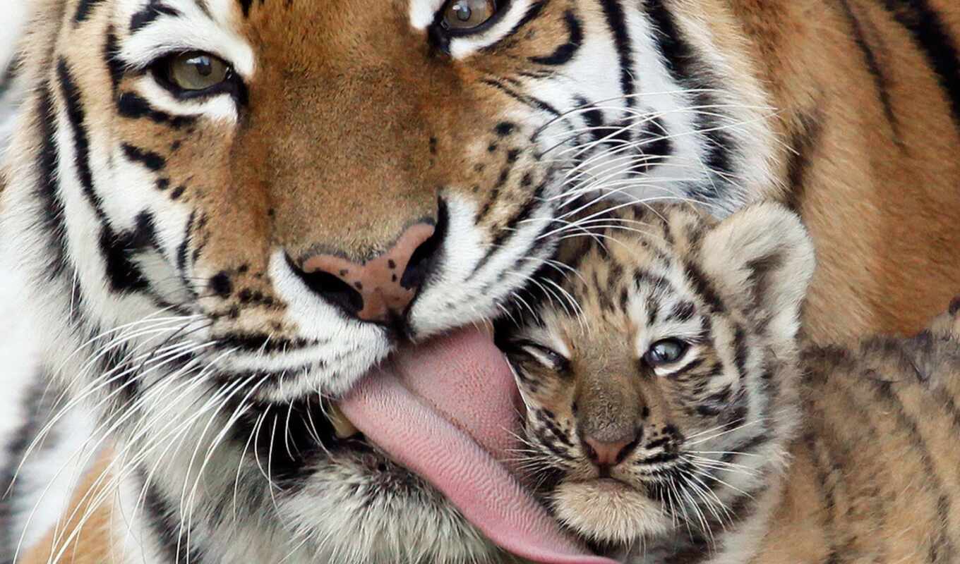 love, их, тигр, тигры, вышивки, мама, zhivotnye, любви, тигрица