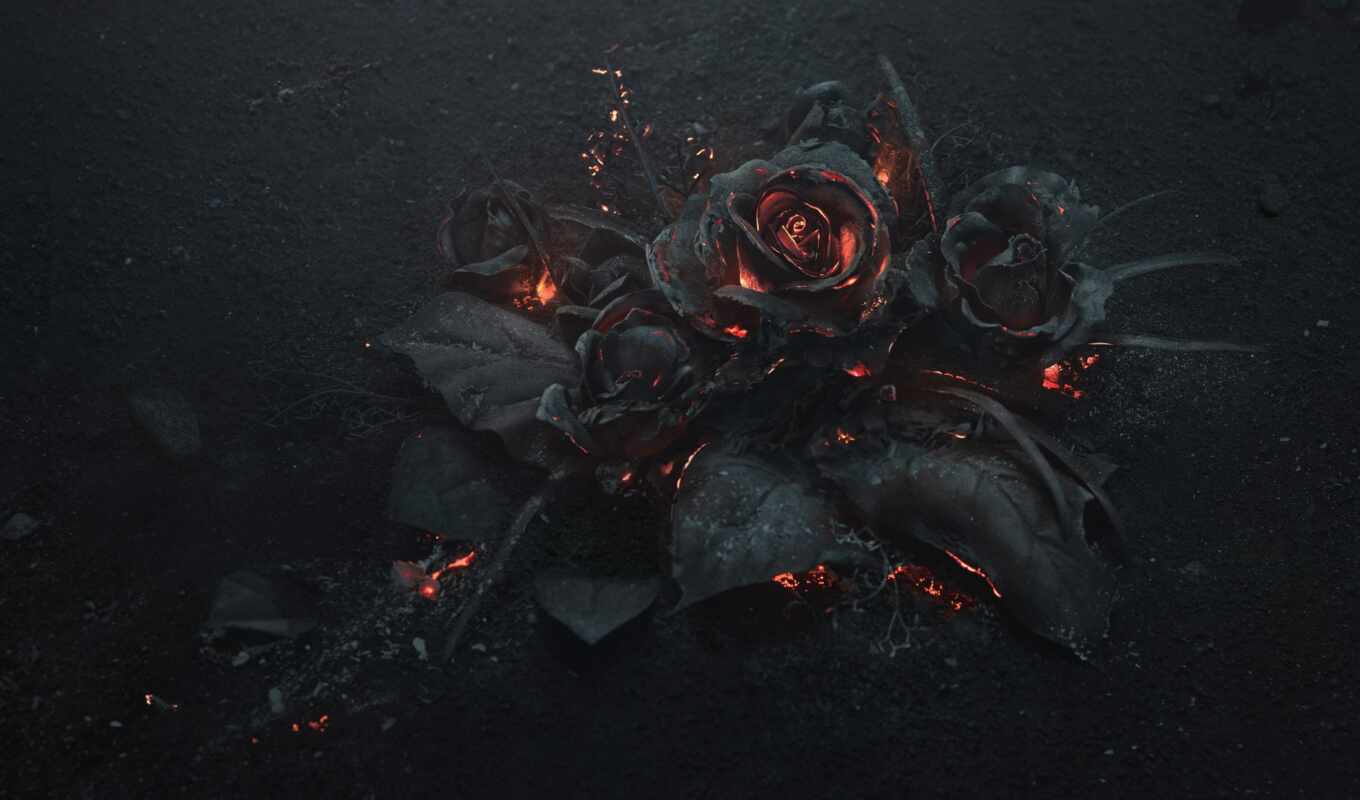 цветы, роза, черная