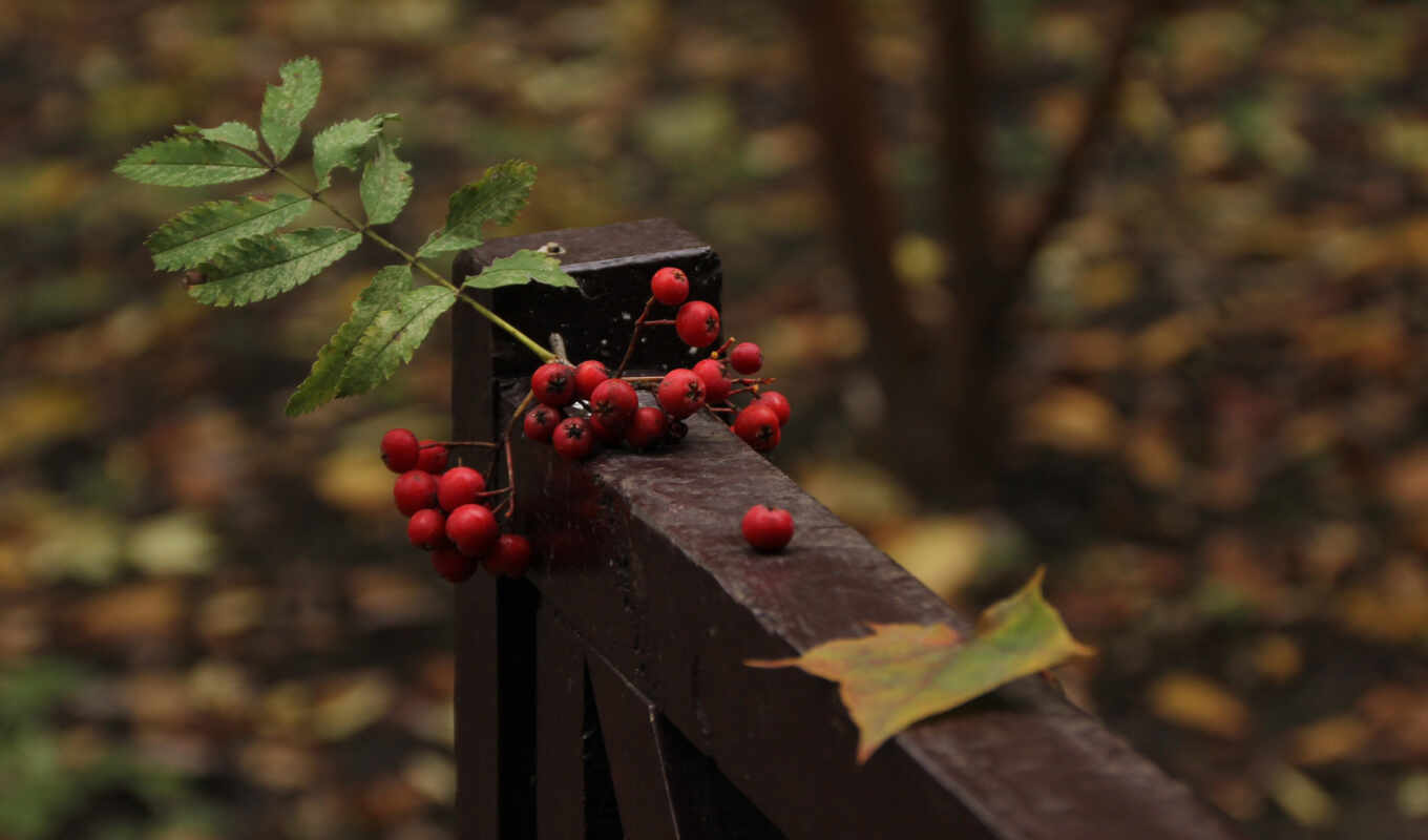 nature, sheet, autumn, berry, ashberry, fotoosennii