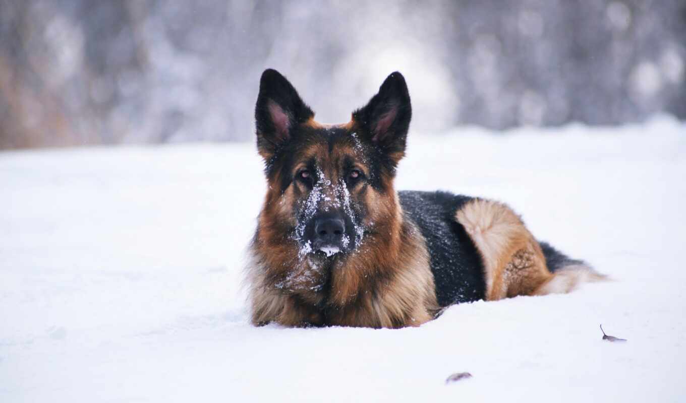 снег, winter, собака, овчарка, animal, german, rare