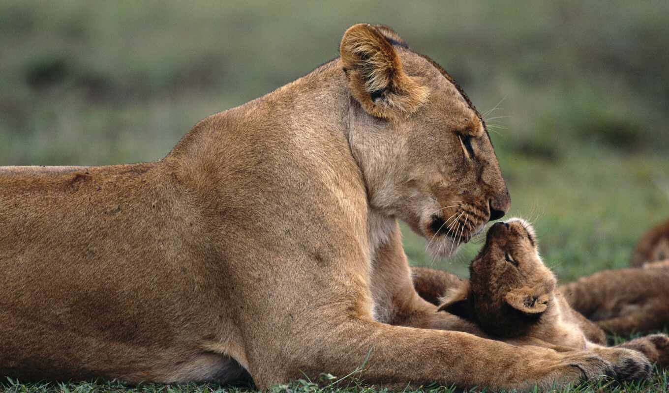 природа, lion, трава, animal, детёныш, baby, львица