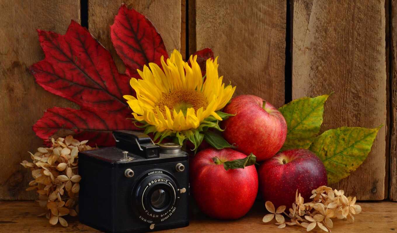 autumn, cvety, red, still-life, technic, nathurmor, apples, camera, sunflower