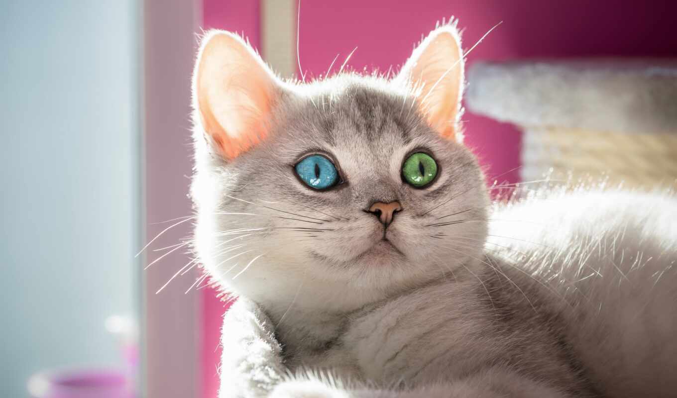 глаз, кот, dos, color, красивый, gato, прозвище, ojo, diferente, цвет