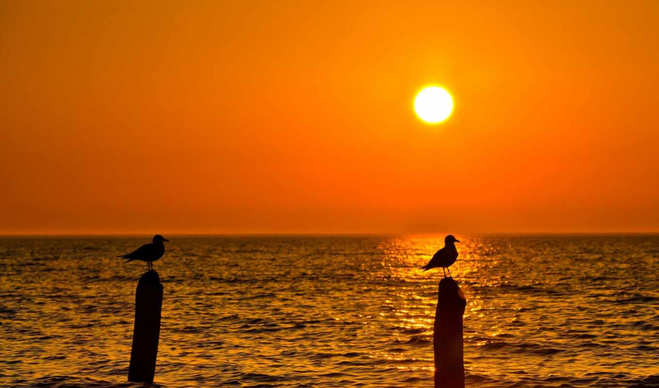 небо, sun, закат, море, птица, горизонт, чая, seagull