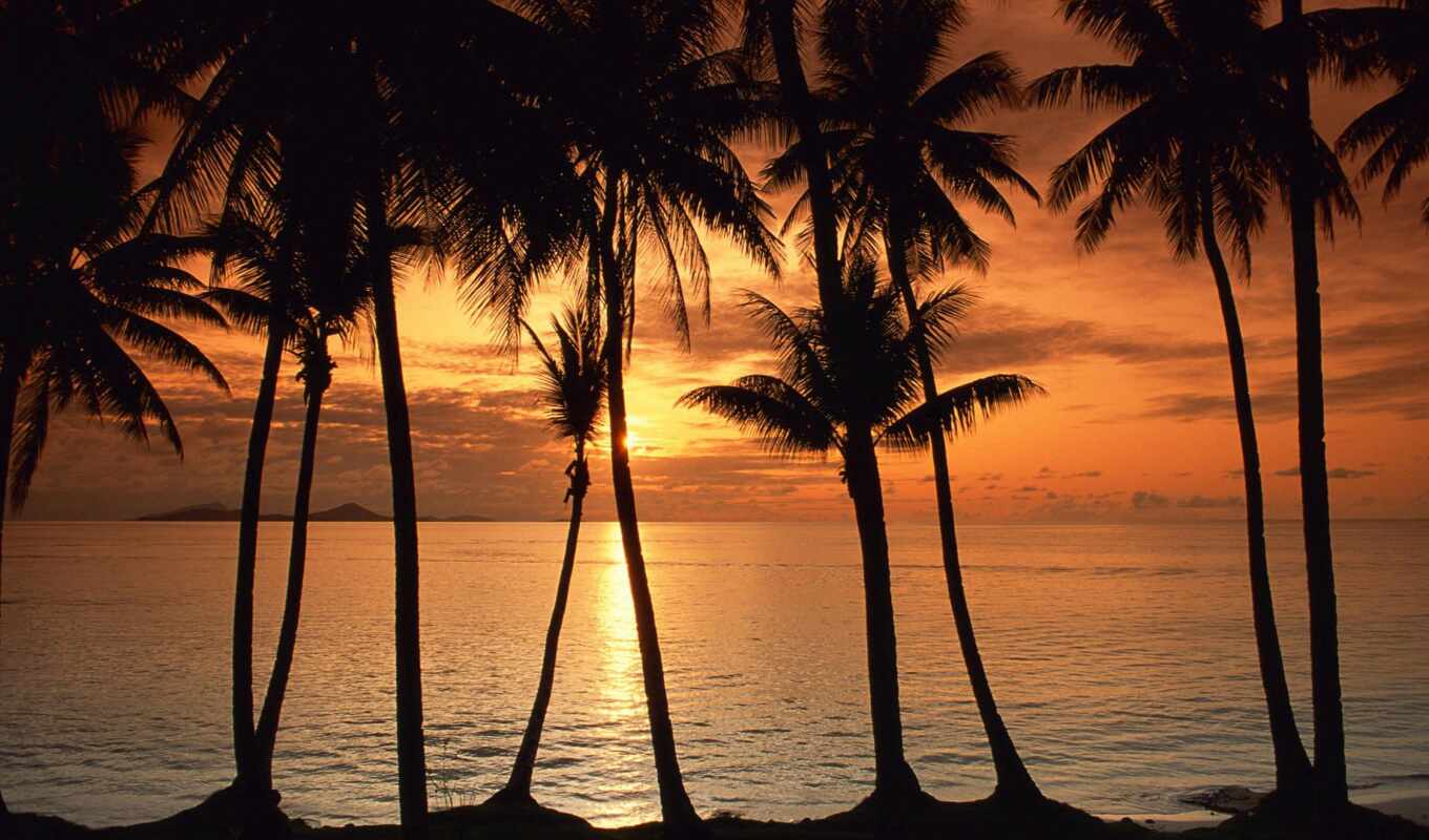 природа, sun, закат, down, море, palm, canvas