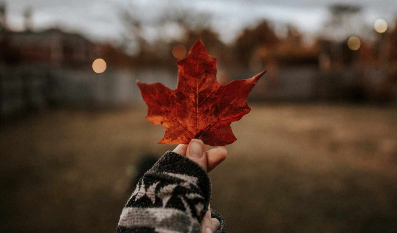 aesthetics, autumn, maple, yellow, leaf