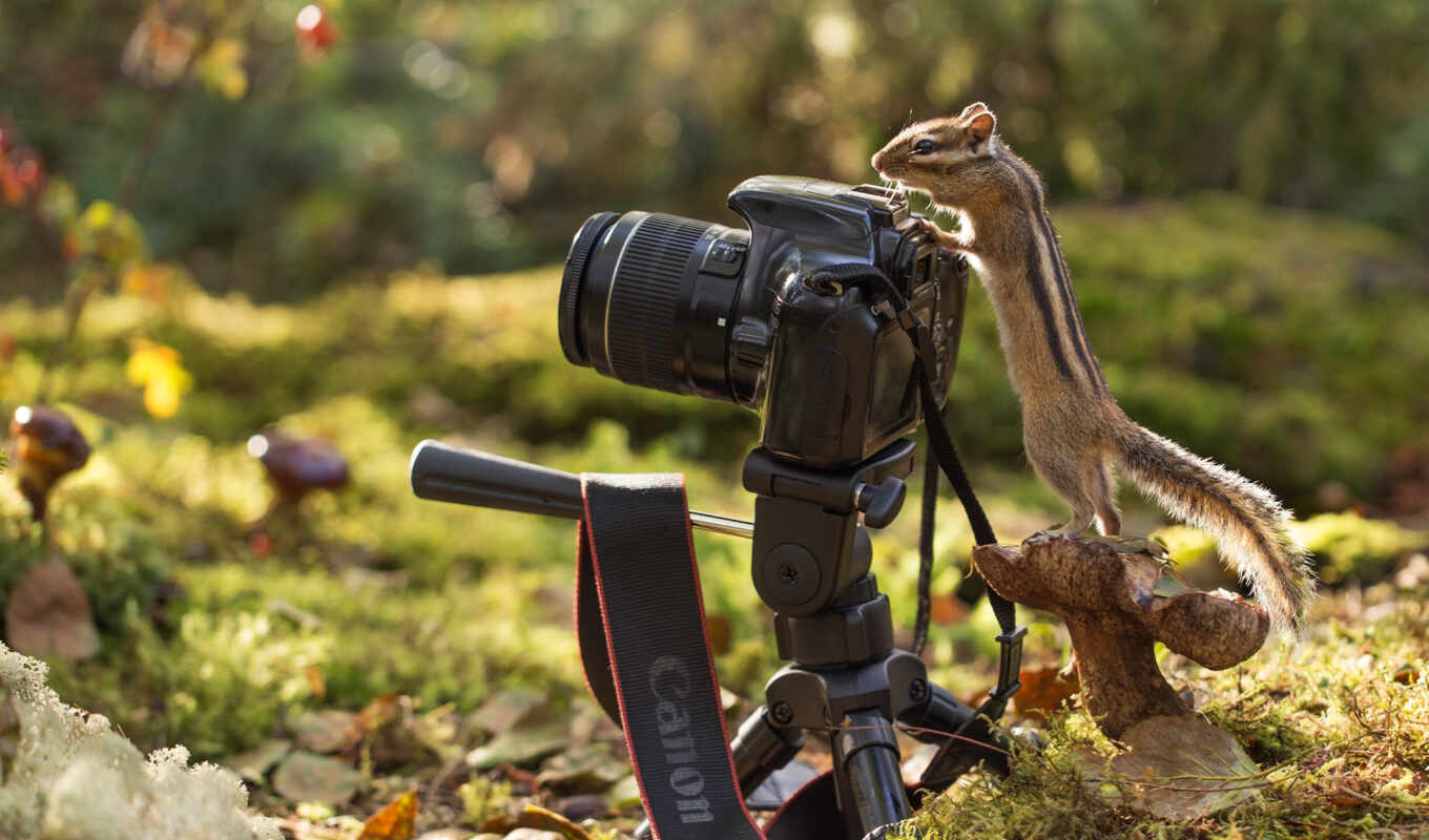 природа, фотоаппарат, фотограф, animal, бурундук, mushroom