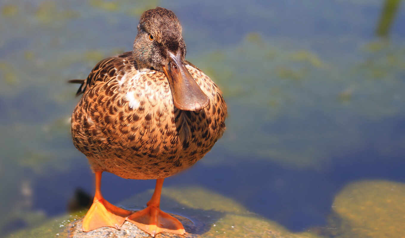 duck, animal