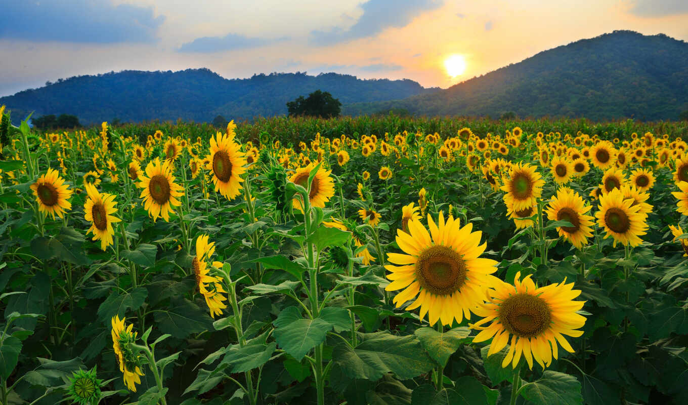 field, sunflower, romania, mrwallpaper