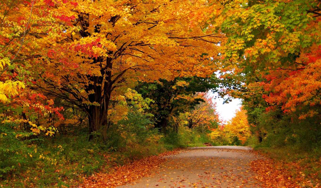 природа, года, осень, парки, леса, времена, деревя, листья