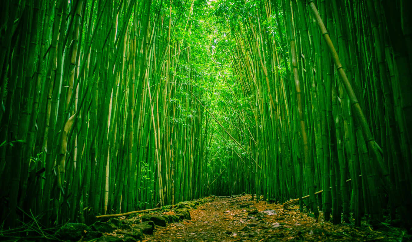 природа, лес, бамбук, park, national, hawaii, maui, халеакала