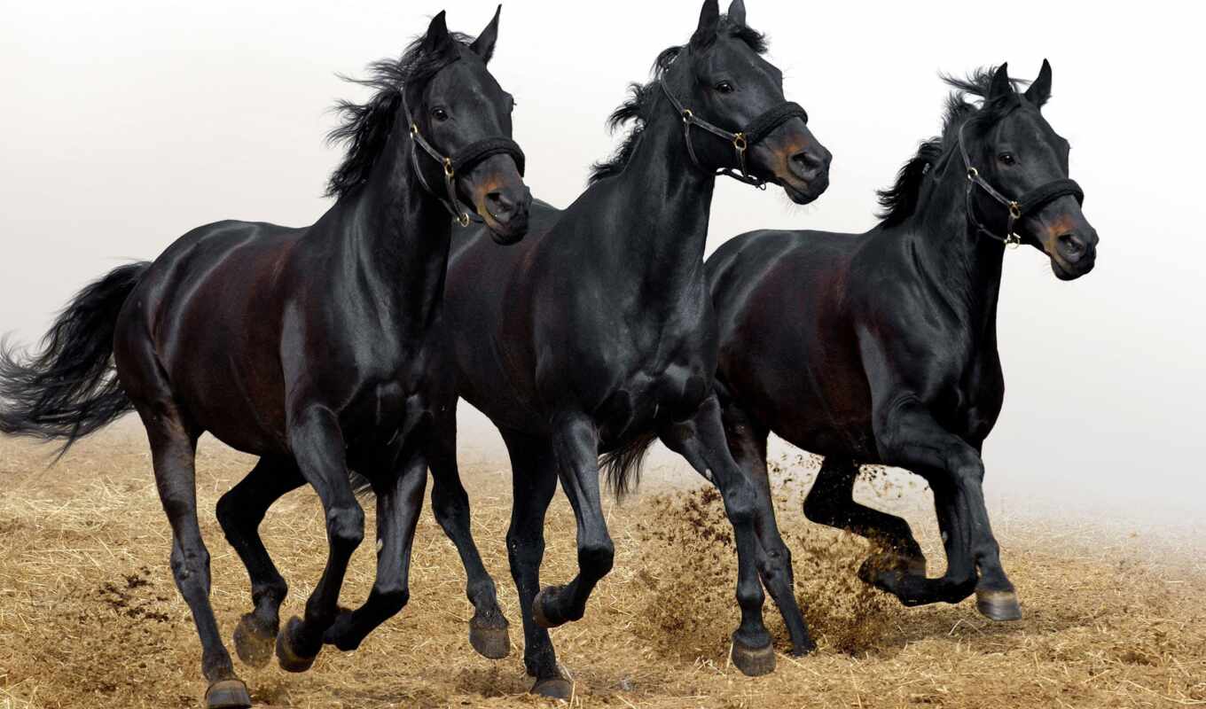 black, три, лошади, блестящие, лошадей, жеребцы, черных