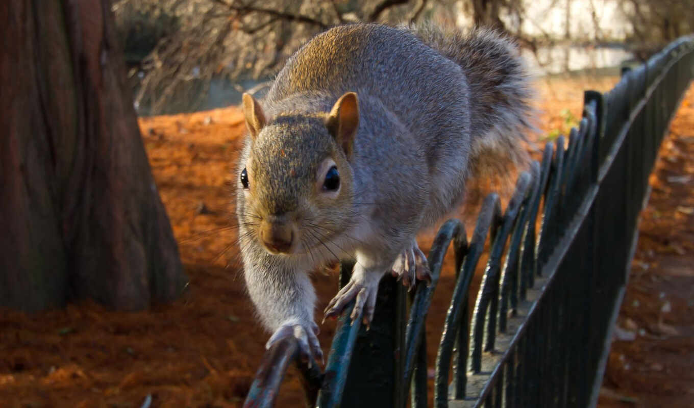 nature, forest, road, autumn, squirrels, sit, fence, proteins