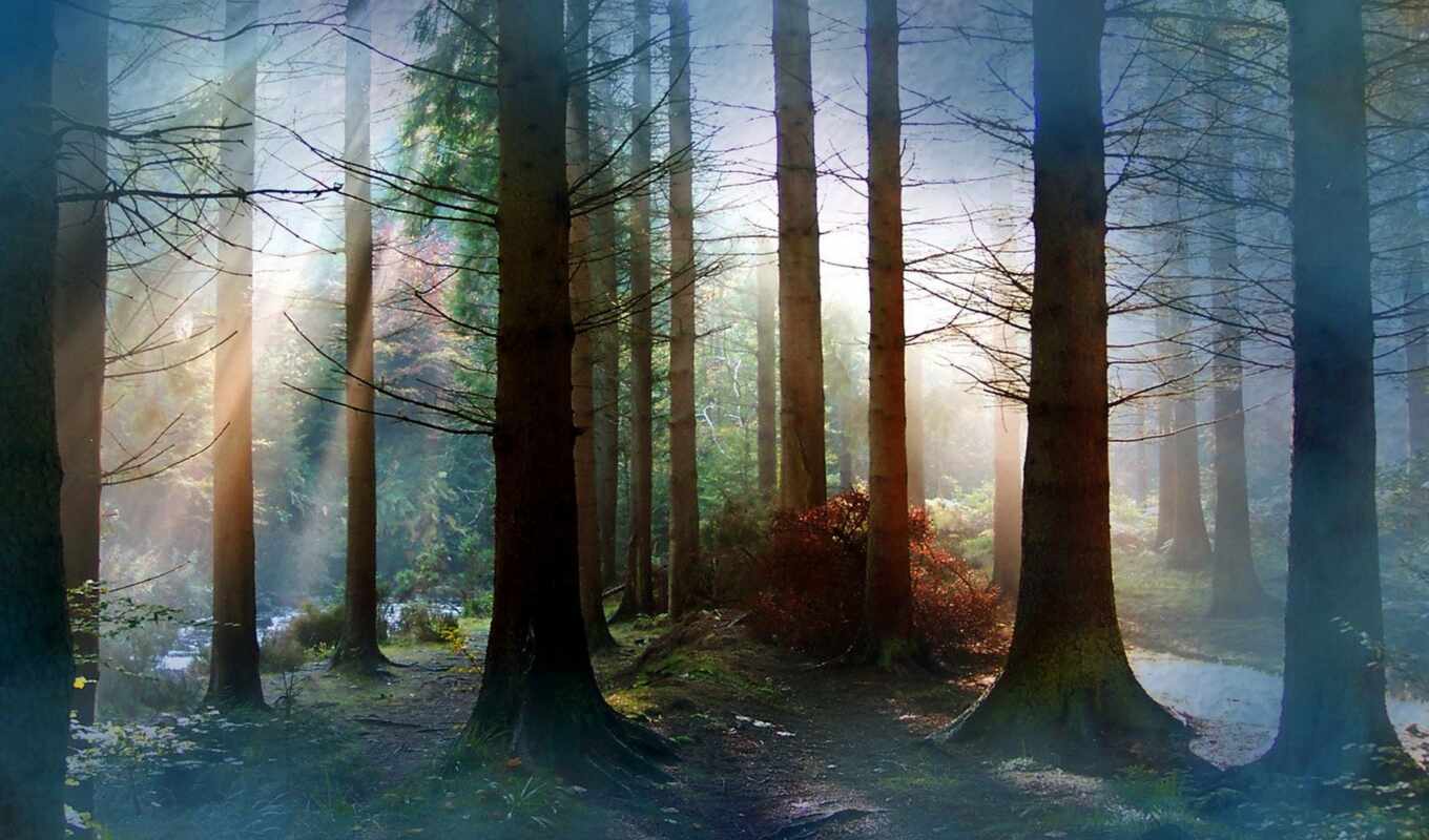 природа, самые, красивые, лес, красивая, pine