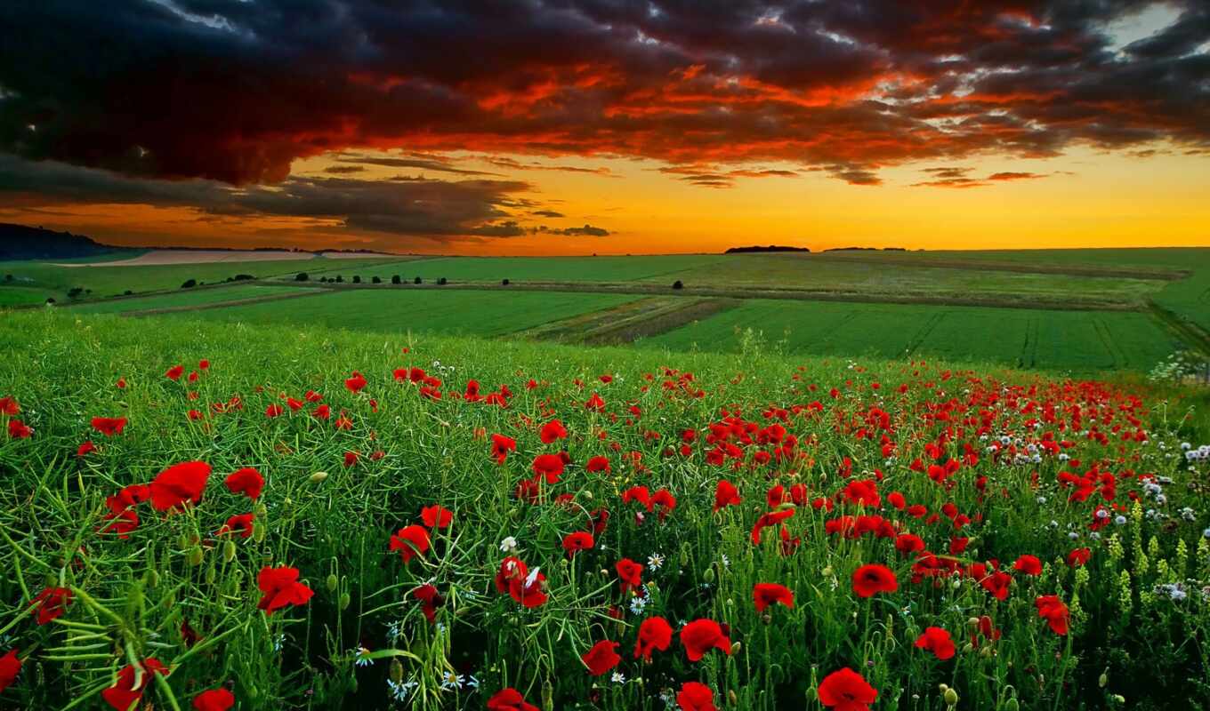 Red, sunset, field, oboi, different, urea, bright, colors, poppies