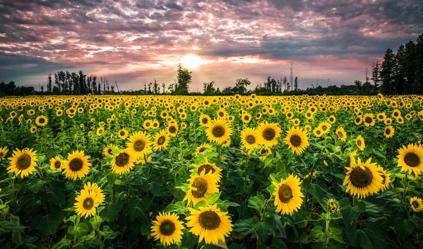 flowers, field, sunflower, yellow