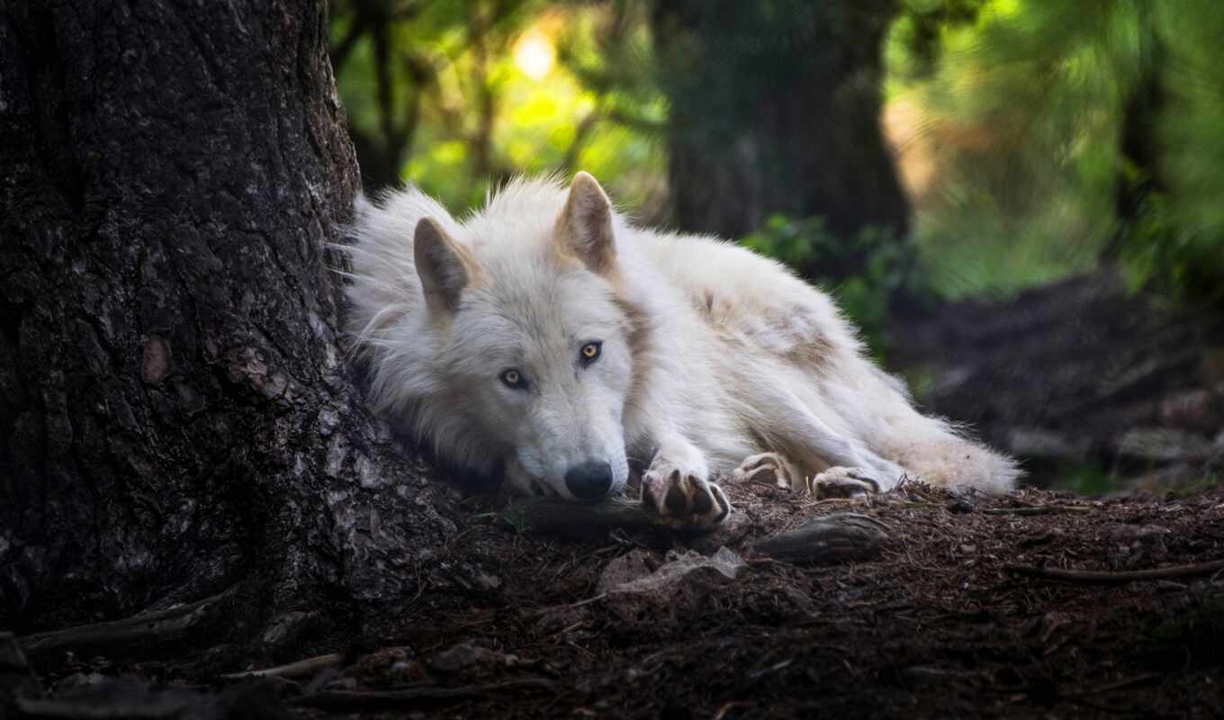 white, background, picture, to find, animal, wolf, lobo, thous, lupus